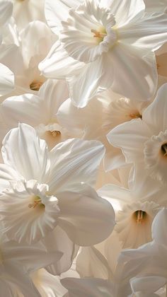 many white flowers are arranged together in this photo