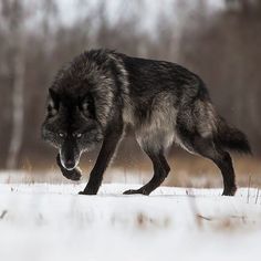 a wolf running in the snow with trees in the background