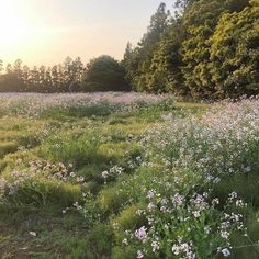 the sun is setting over an open field with wildflowers and trees in the background