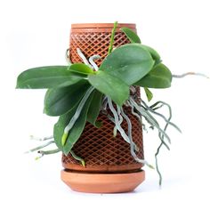 a close up of a plant in a vase on a white background