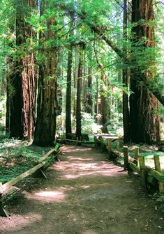 a path in the middle of a forest surrounded by tall trees