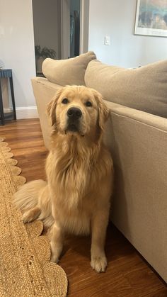 a golden retriever dog sitting on the floor next to a couch in a living room