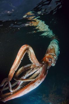 an octopus swimming in the ocean with its mouth open