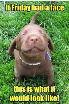 a dog that is laying down in the grass with its eyes closed and tongue out