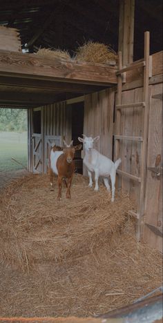 two baby goats standing in hay next to a barn