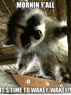 a baby raccoon standing on top of a wooden board