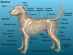 the skeletal skeleton of a dog is shown in this diagram, with all its bones labeled