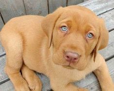 a brown dog laying on top of a wooden bench