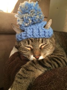 a cat wearing a blue knitted hat laying on top of a couch