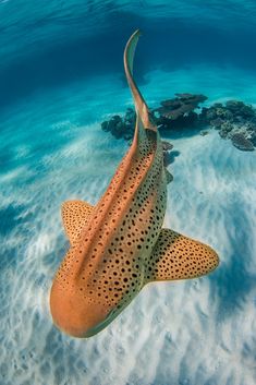 a large brown and black fish swimming in the ocean near some corals on the water