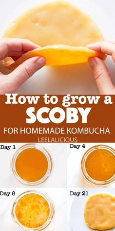 how to grow a scoby for homemade kombucha - step by step instructions