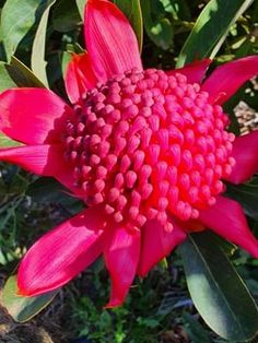 a large red flower with green leaves in the foreground and grass in the background