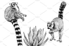 two lemurs on the top of a plant and one is reaching for something