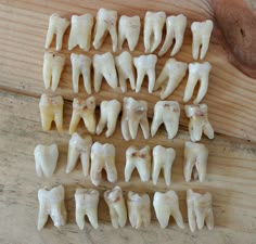 Loose Tooth, Human Teeth, Dental Art, Budget Planer, Tooth Fairy, Bones, Polymer Clay, Sketch Book, Models