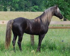 a horse standing in the grass near a fence