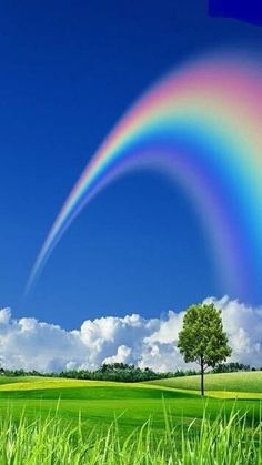 a rainbow in the sky over a green field