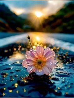 a pink flower sitting on top of a body of water with rain drops around it