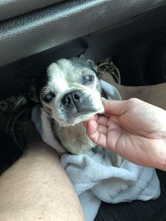 a small dog sitting in the back seat of a car being held by someone's hand