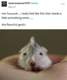 a person holding a small rodent in their hand with the caption'me fufuck i really feel like this dish needs a little something extra the flavor garlic '