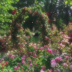 a garden filled with lots of pink flowers