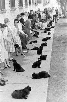 a group of people standing next to each other with cats on leashes in front of them