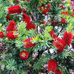 a bush with red flowers and green leaves