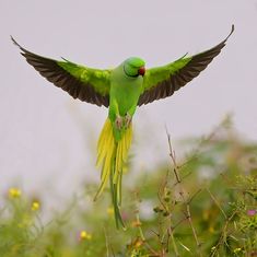 a green bird flying through the air with its wings spread