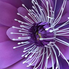 the center of a purple flower with white stamens