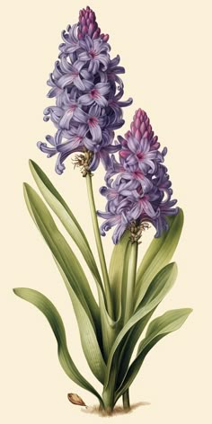 an illustration of purple flowers with green leaves