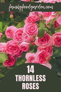 Thornless Climbing Roses, Fall Landscaping Front Yard, Plants 101, Container Roses, Fall Landscaping, Eden Rose