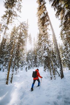 a person cross country skiing through the woods