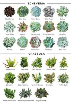 the different types of succulents are shown in this chart, which shows their names