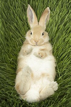 a rabbit is laying in the grass with its paws on it's back and eyes closed