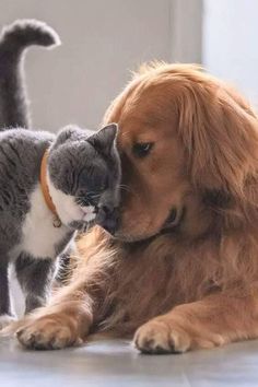 a cat and dog playing together on the floor