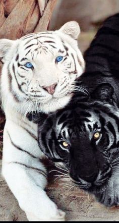 two white and black tigers laying next to each other