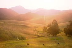 the sun is setting over some hills with animals grazing on them and trees in the foreground