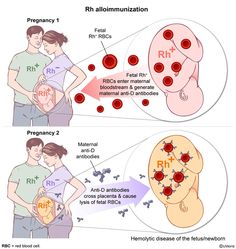 Pregnancy Advice, Red Blood Cells, Nclex, Nursing, Disease, Medicine, Medical