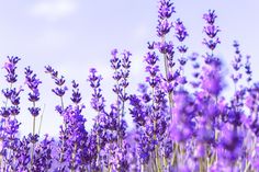 purple flowers are growing in the field on a sunny day