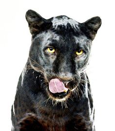 a black leopard with its tongue out and it's tongue sticking out to the side