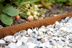 there are many seashells on the ground next to each other in this garden