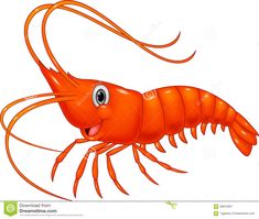 an orange shrimp with long legs and large eyes on a white background stock photo - 919