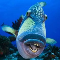 a large fish with its mouth open and it's teeth wide open on the ocean floor