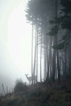 a deer standing in the middle of a forest on a foggy day