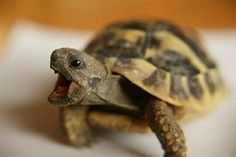 a small tortoise with its mouth open