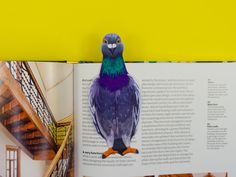 the book is open to show an image of a colorful bird on it's page