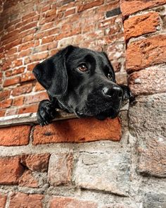 a black dog sticking its head out of a brick wall