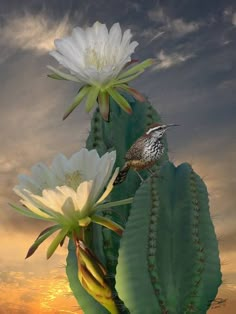 a bird sitting on top of a cactus next to white flowers in front of a sunset