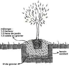 a diagram showing the parts of a tree and how it is used to grow its leaves