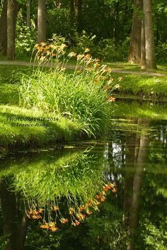 the reflection of trees and flowers in the water