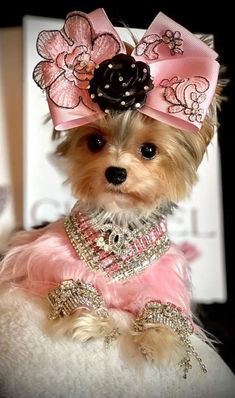 a small dog wearing a pink dress and headband